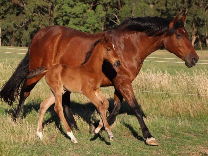 Beautiful Andalusian Broodmare