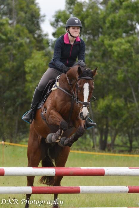 Ideal Dressage, Showjumping or Eventing Horse