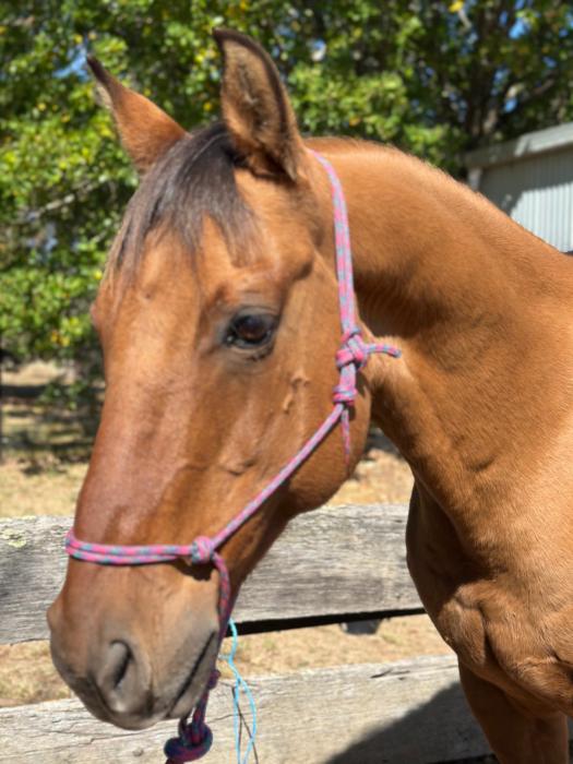 HANK Dunn QH