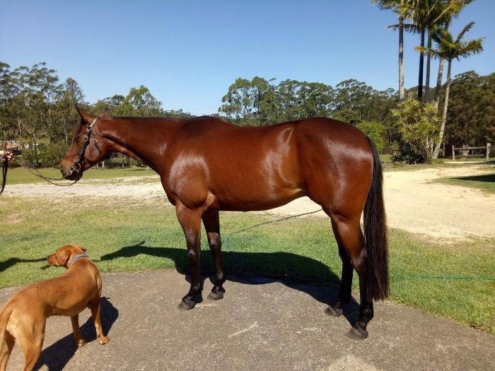 Australian Stock Horses For Sale