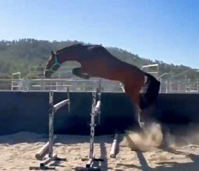 Salire Corelia 2018 Brown Mare