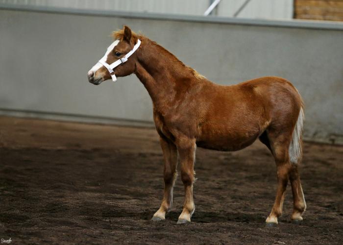 Llanfairbryn Willow Sec. A filly