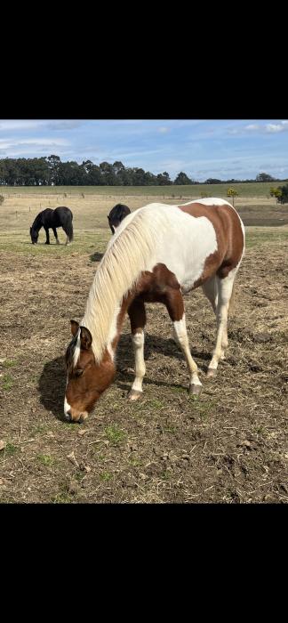 Stunning Clydie x Pinto
