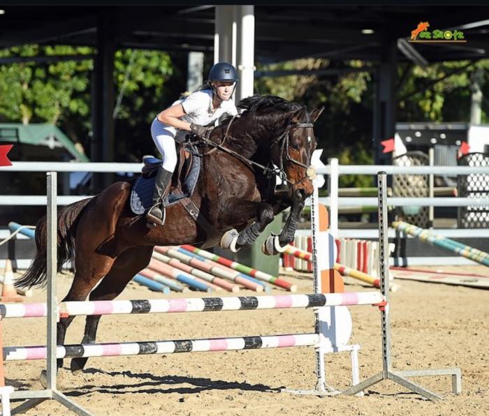 Ultimate show jumping/alround schoolmaster