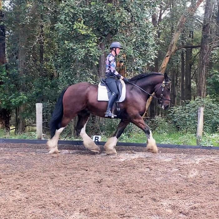 Shire Horses For Sale Shire Horse Horse » Horsezone