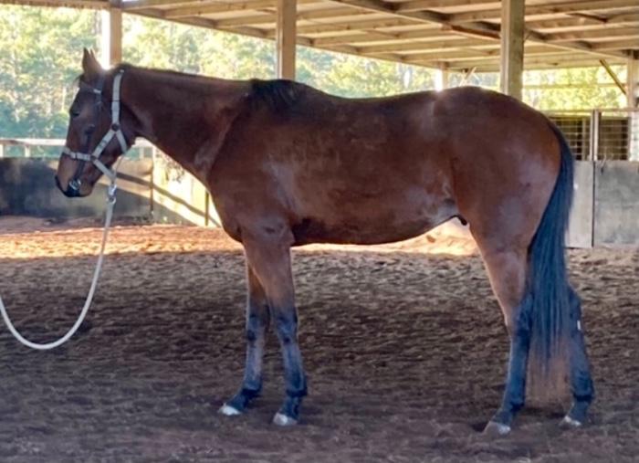 Quarter Horses For Sale Quarter horse Horse » Horsezone