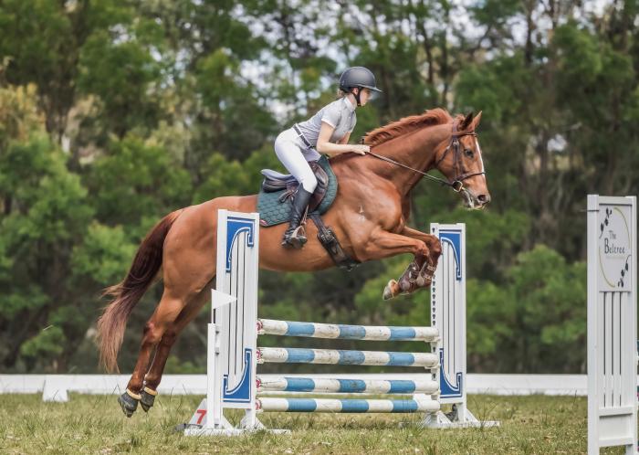 Fun and Talented Eventing Mare