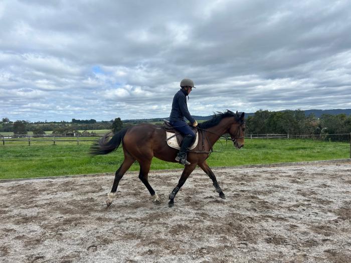 15.2 TB Gelding by 'Raise the Flag'