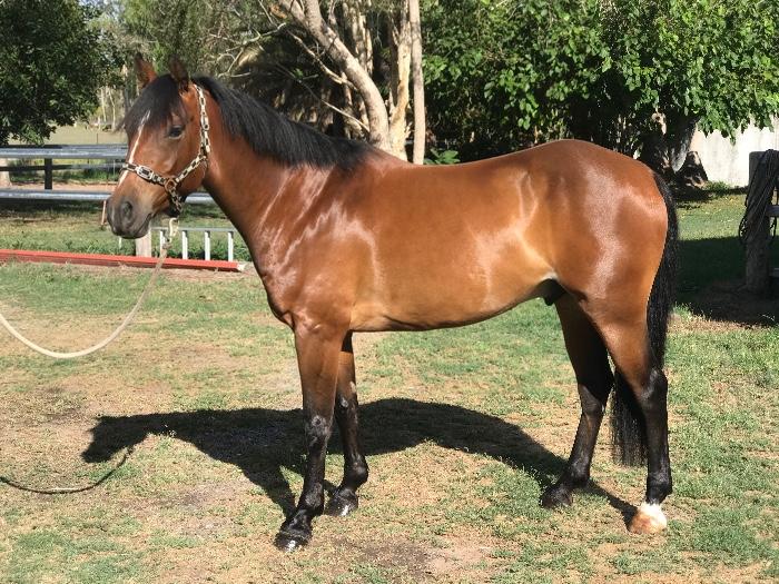 Welsh Ponies For Sale Welsh Horse » Horsezone