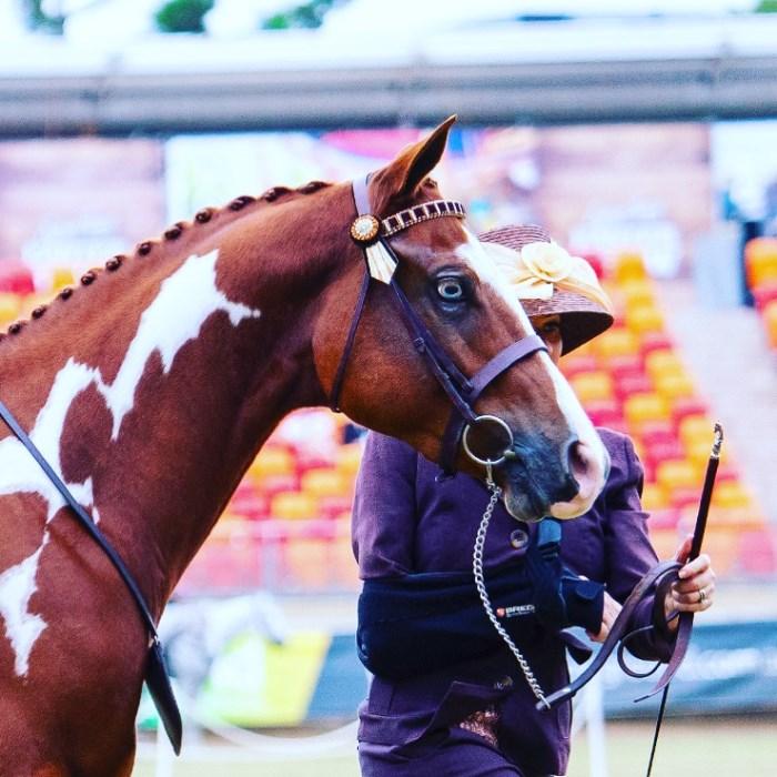 Paint Horses For Sale Paint Horse » Horsezone