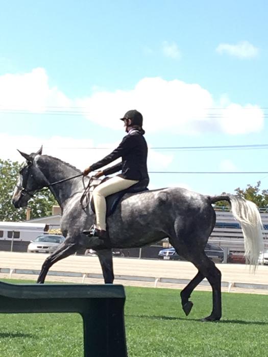 Standardbred Horses For Sale Standardbred Horse » Horsezone