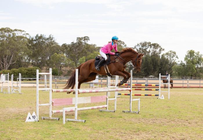 "Rocco Barocco" Jumping & Dressage TB