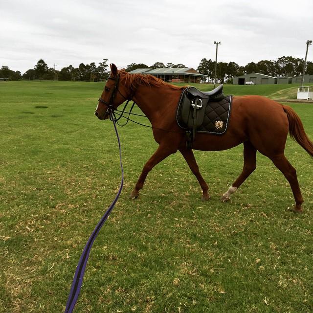 chestnut thoroughbred mare