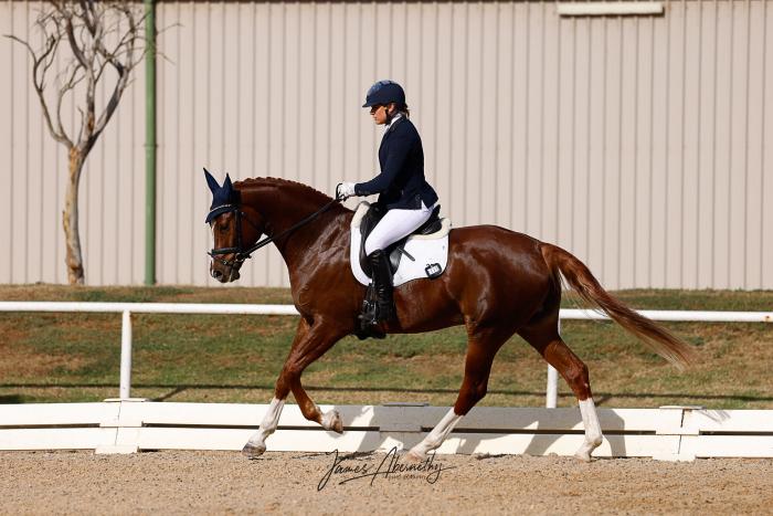 Absolutely Stunning Young Warmblood
