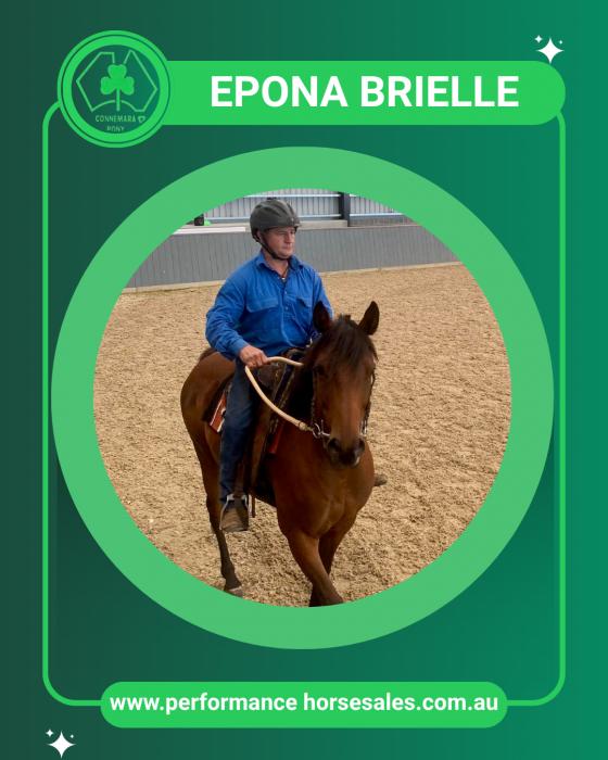 Connemara x mare - Epona Brielle