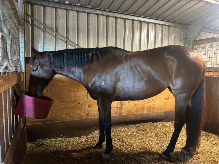 Quiet Tb mare