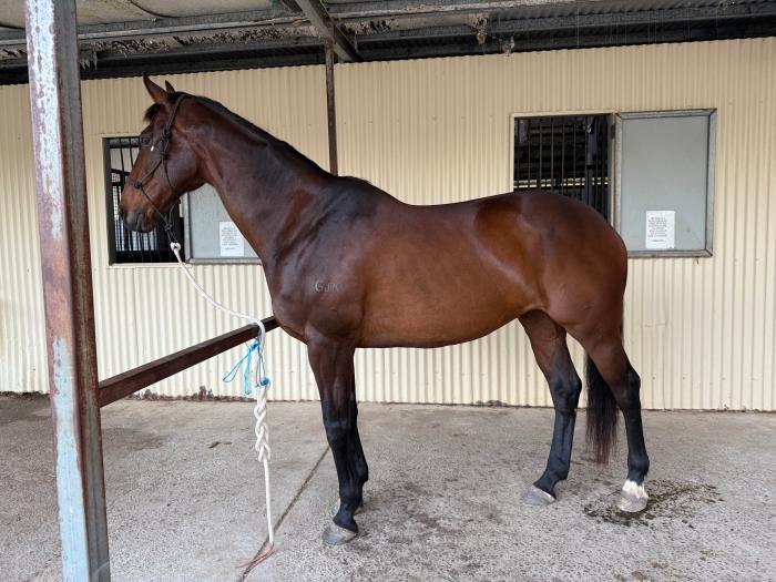 ⭐️ FOR SALE - PROJECT HORSE ⭐️