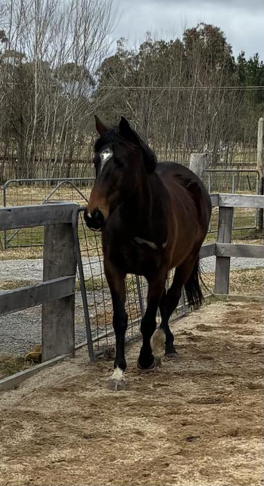 ASH / TB Broodmare 12yo 15.1hh approx NSW