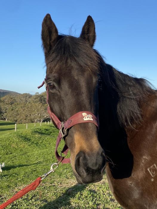 ‘Ivy’ Performance Broodmare