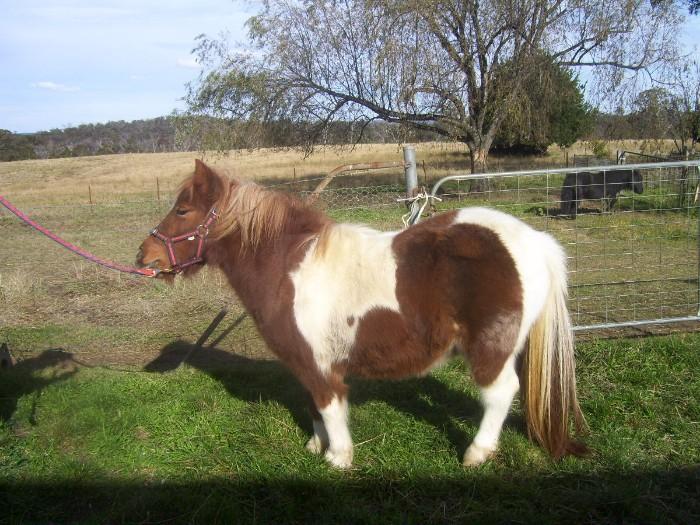 Shetland Ponies For Sale Shetland Pony » Horsezone