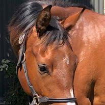 Warmblood/TB Quality 3yo Filly - Contenda