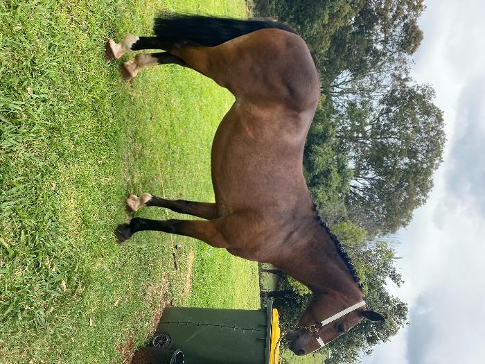 Child’s pony or small adult