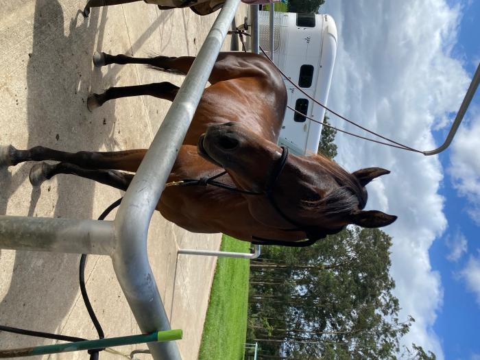 Quiet and Pretty TB Gelding