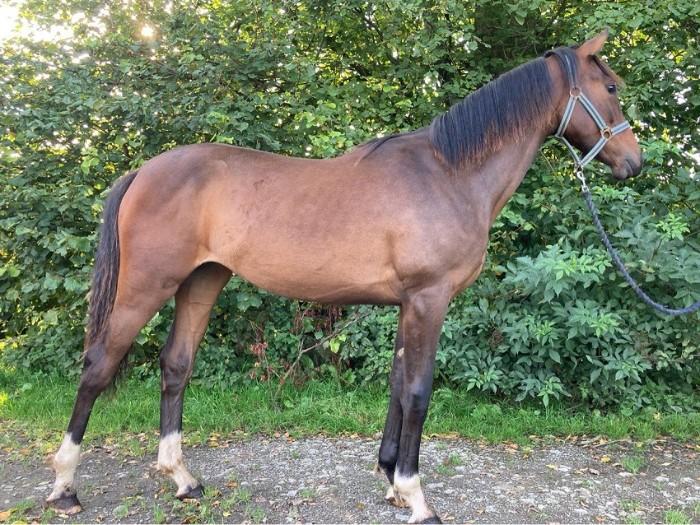 Welsh Ponies For Sale Welsh Horse » Horsezone