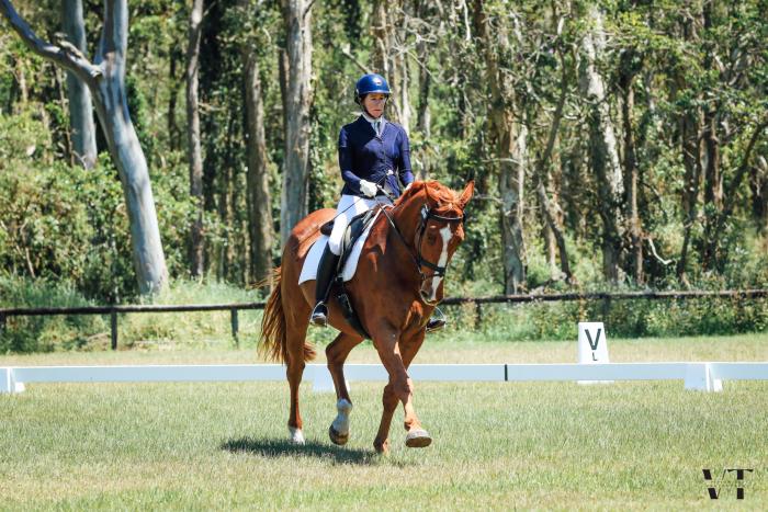Ideal Eventer / Dressage / Interschool Horse