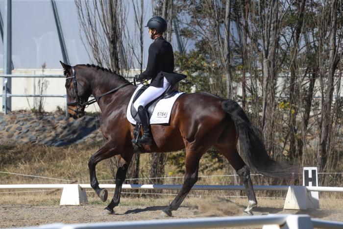 Dressage bred, performance proven.