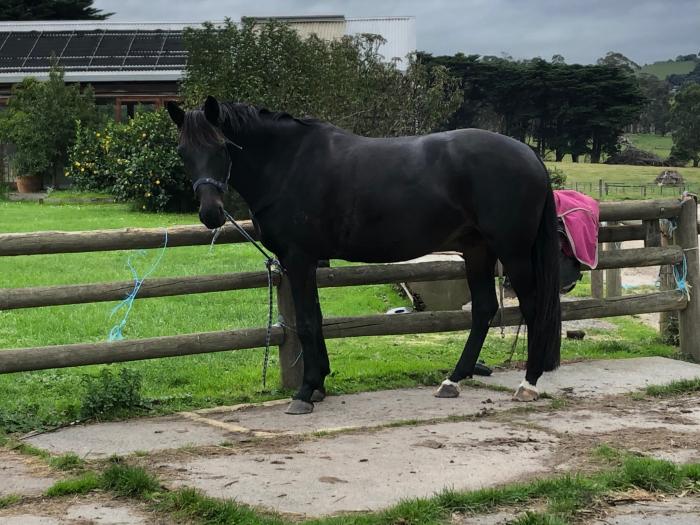 Warmblood Broodmare