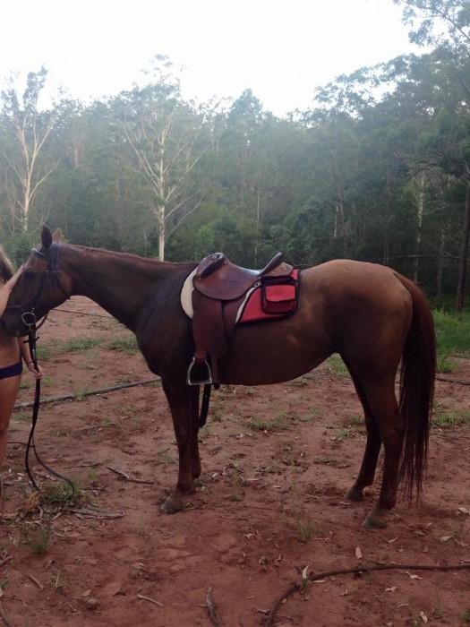 Horses for sale & equine products, stallions, equine news & gallery on