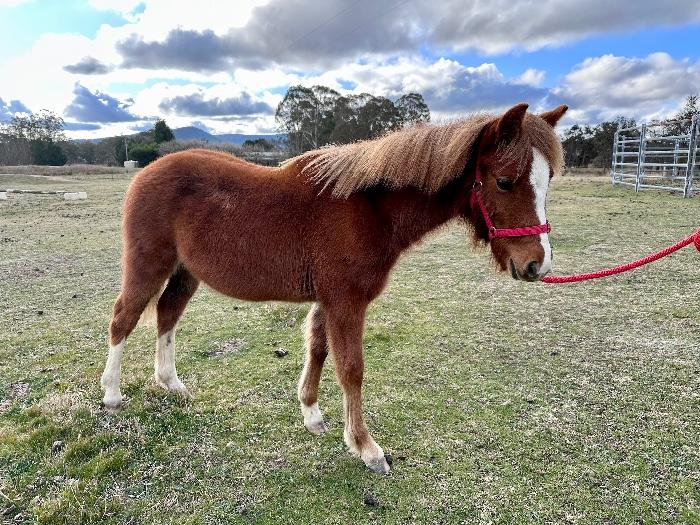 Welsh Ponies For Sale Welsh Horse » Horsezone