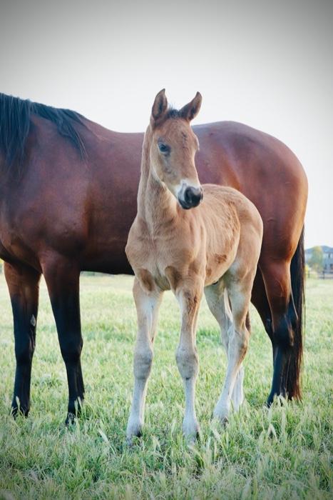 Future Star - Stunning, well bred Warmblood