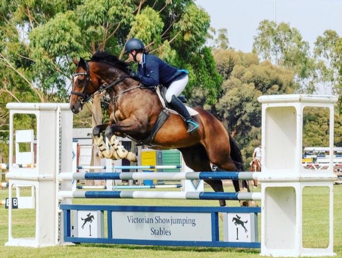 Talented Show Jumper 