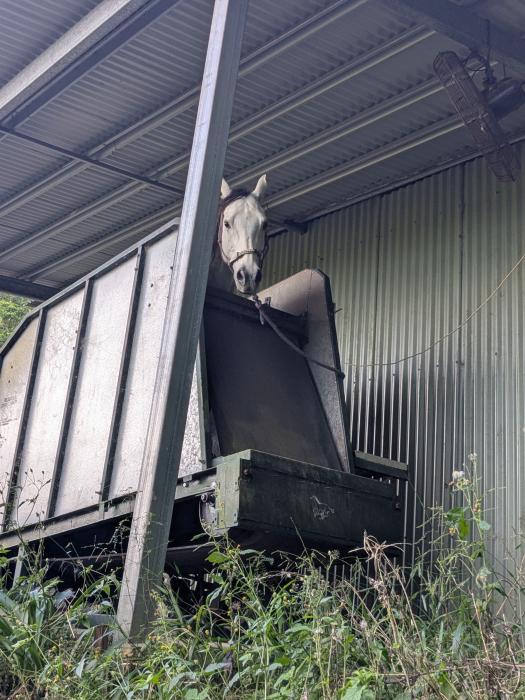 Horse Treadmill