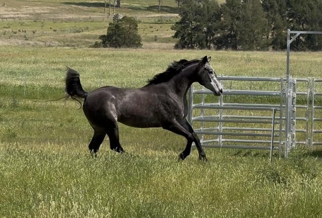 Beautiful 4yo TB Gelding