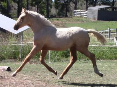 ZAFFERANO X CHARMEUR