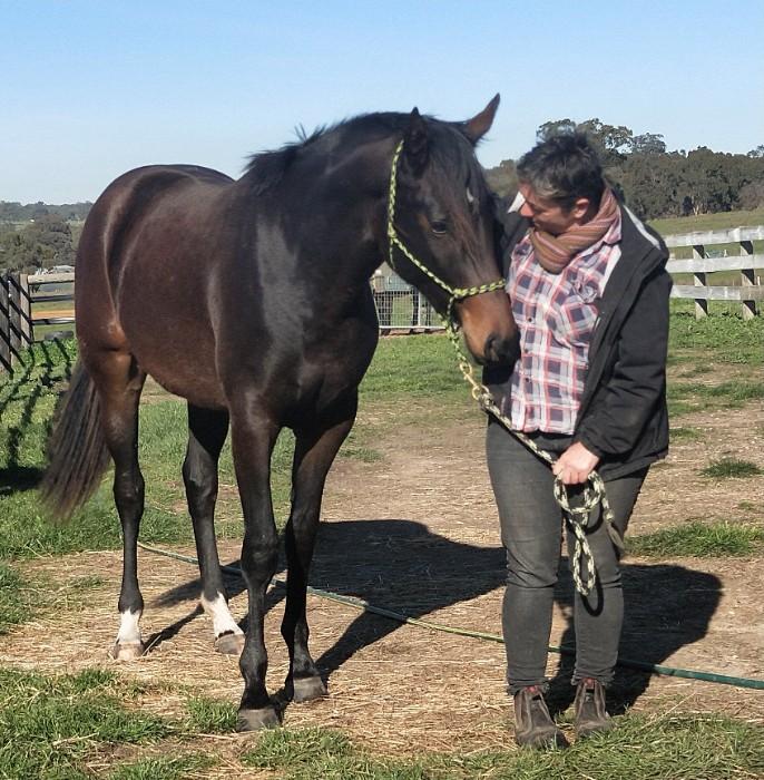 Warmblood Arabian Show quality.