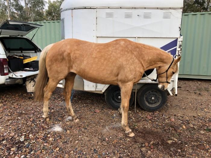 Palomino Horses For Sale Palomino Horse » Horsezone