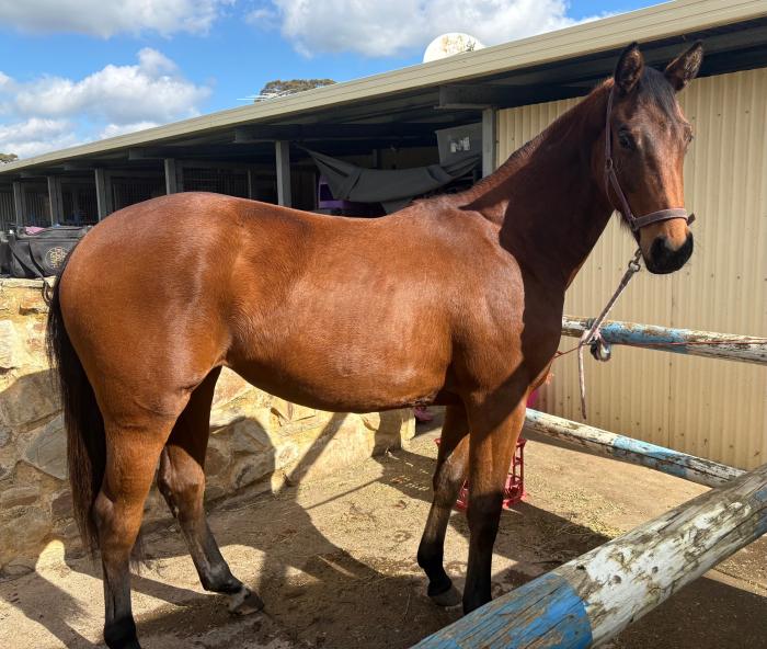 Stunning WB x riding 2yo filly