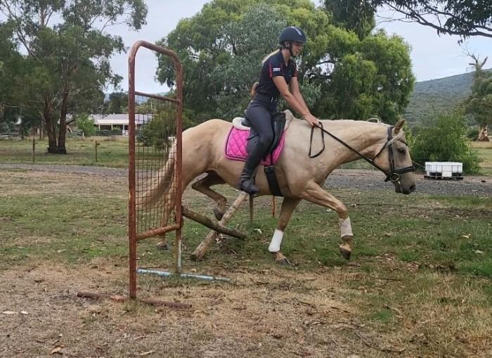 Palomino Horses For Sale Palomino Horse » Horsezone