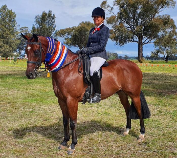 Warmblood School Master