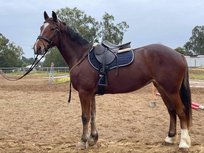 Clydesdale Horses For Sale Clydesdale Horse » Horsezone