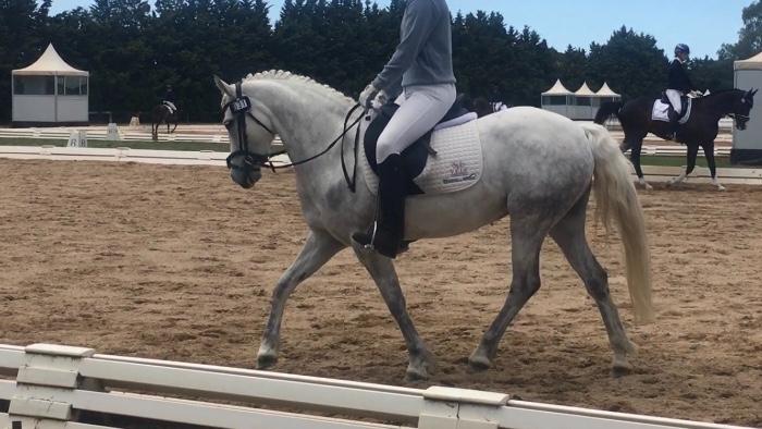 Outstanding Connemara Performance Pony