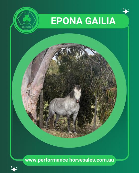 Connemara pony - Epona Gailia