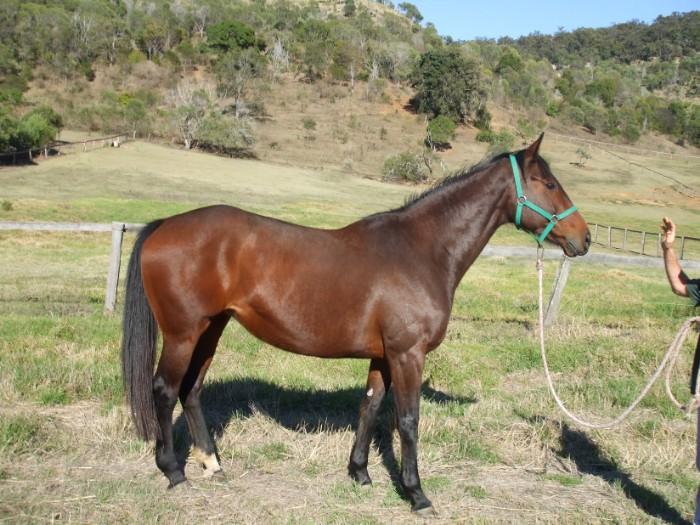 Aachimedes Broodmare