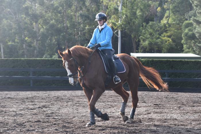 Been there done that performance gelding