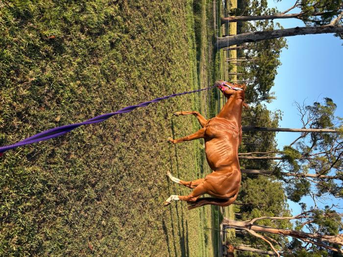 Ex Racer 6 years young