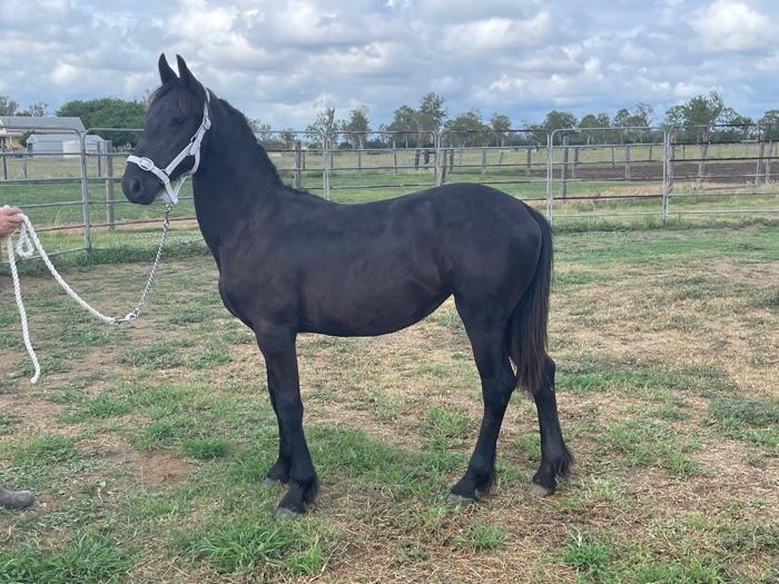Purebred Friesian Filly